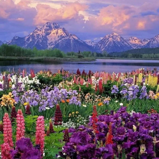 Mountains and flowers